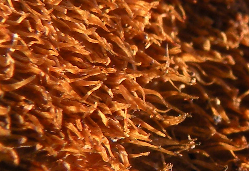 Aphyllophorales sotto la corteccia?